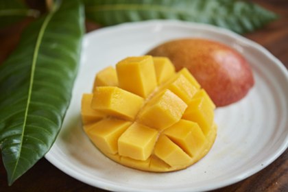 マンゴーの森 | いぶすき観光ネット