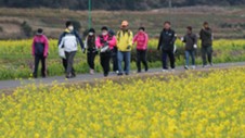 第34回いぶすき菜の花マーチ