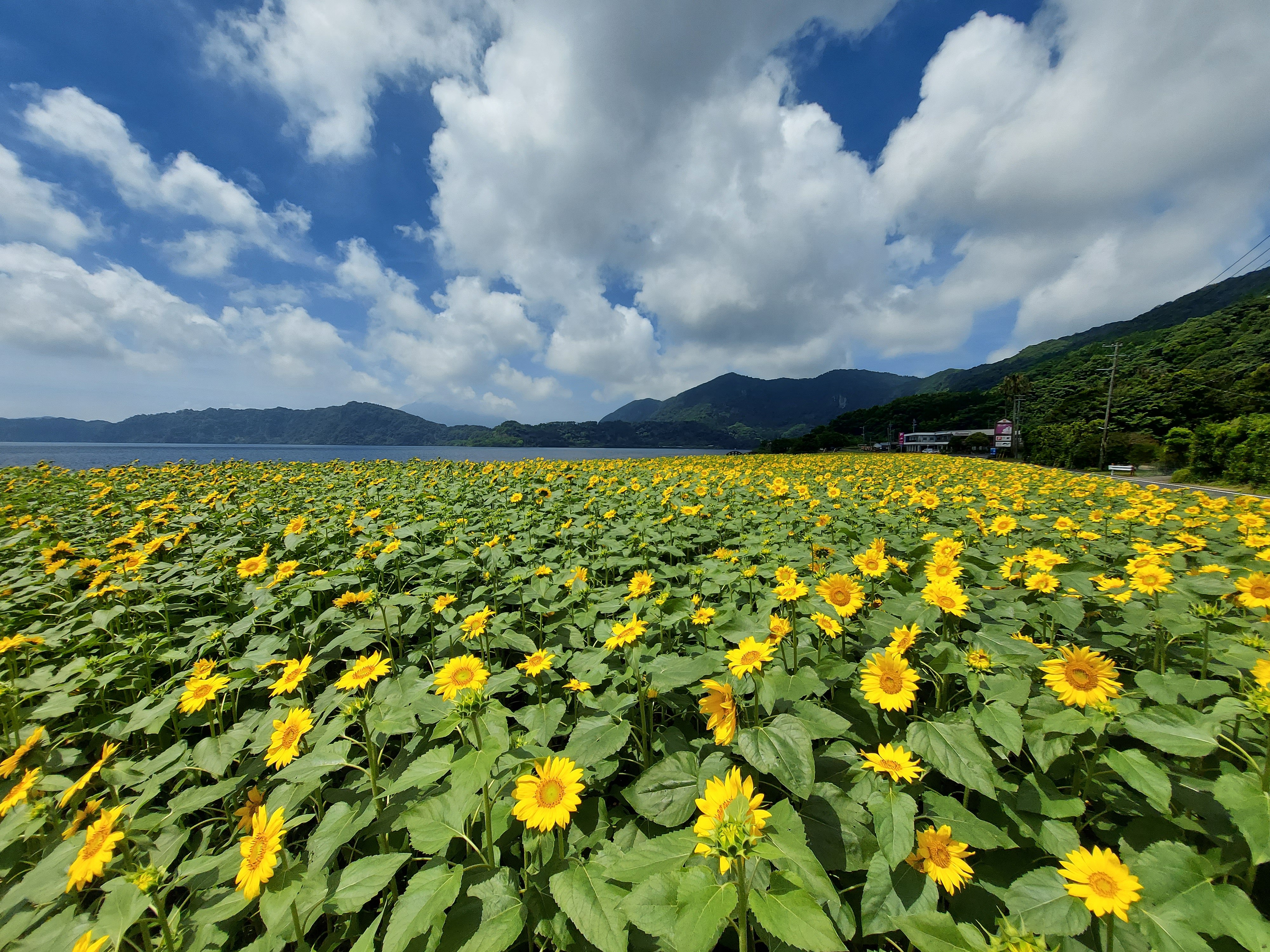 池田湖 ひまわり.jpg