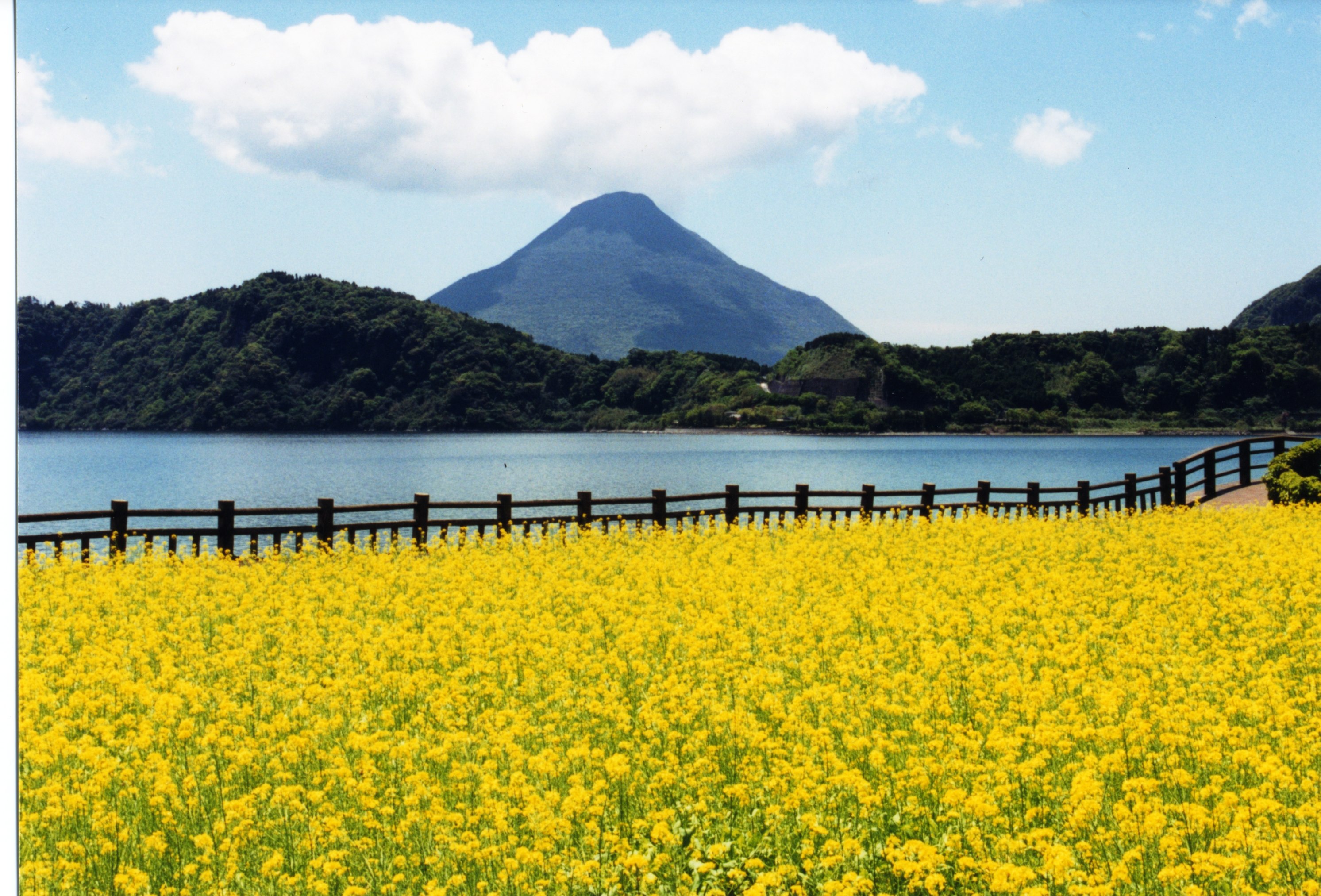 池田湖畔の菜の花.jpg