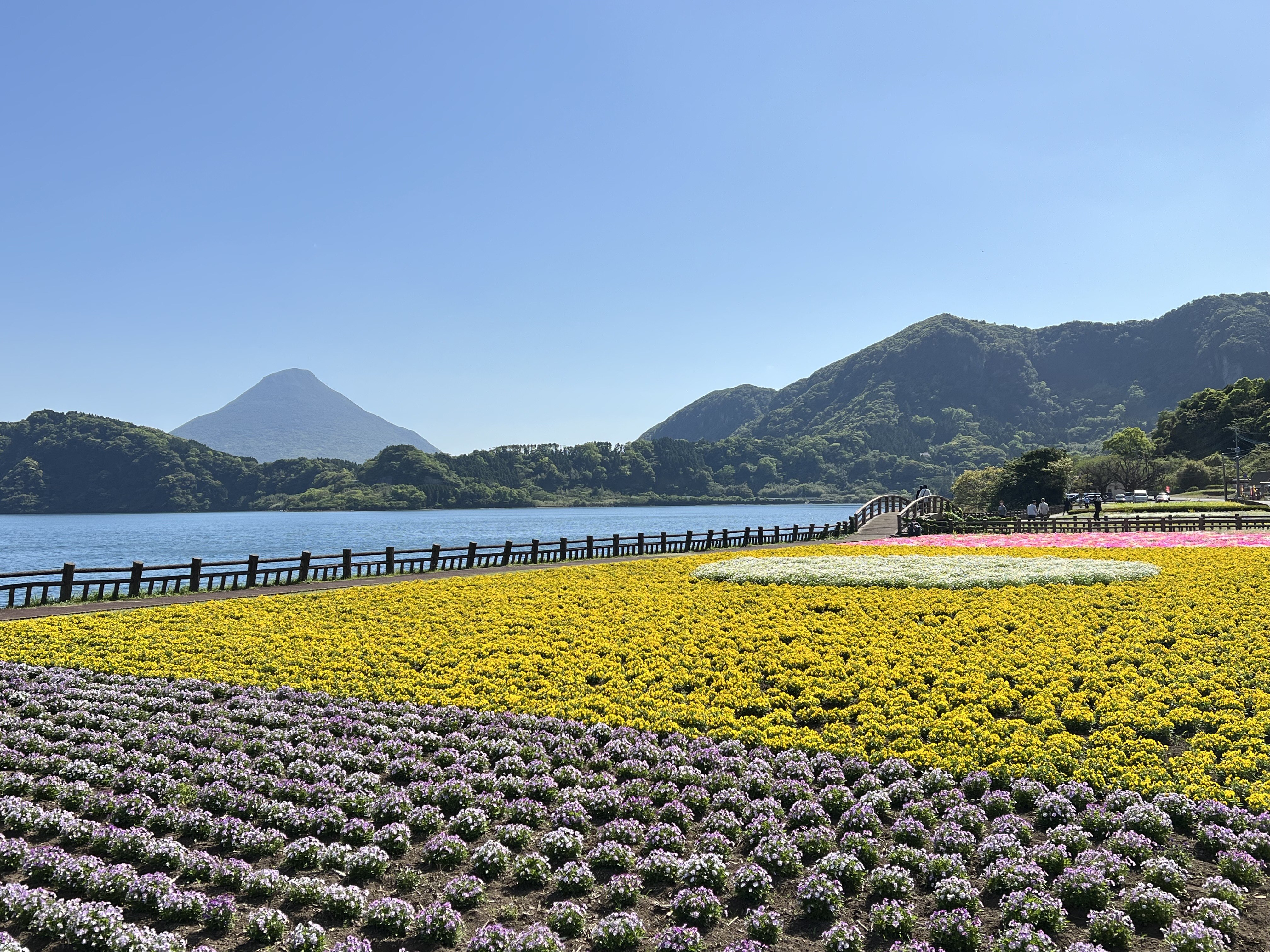 池田湖(春)ビオラ.JPEG