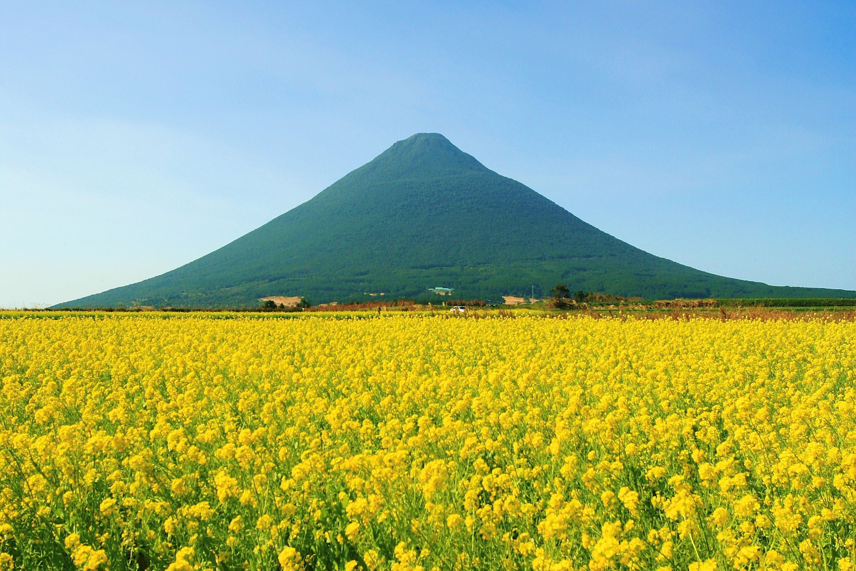 菜の花と開聞岳.jpg